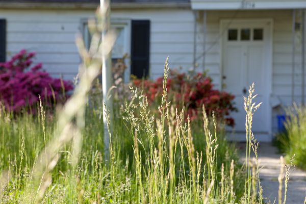 Overgrown Yard Cleanup Service